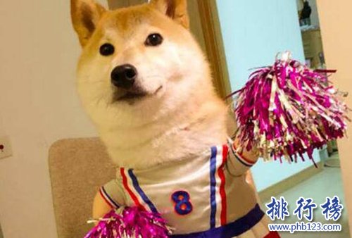 抖音十大宠物博主！第一粉丝过千万