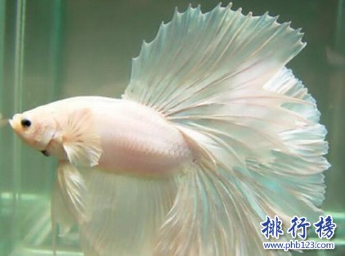 适合家养的十种鱼，第二只能独养，第一常见！