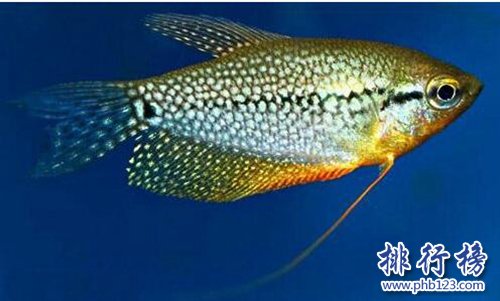 适合家养的十种鱼，第二只能独养，第一常见！