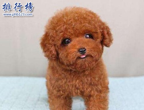 十种脾气好的狗狗排名，巴哥犬第三，金毛第一！