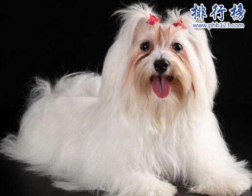 十种脾气好的狗狗排名，巴哥犬第三，金毛第一！