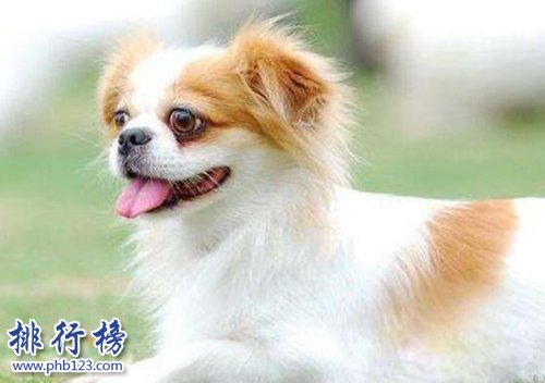 十种脾气好的狗狗排名，巴哥犬第三，金毛第一！