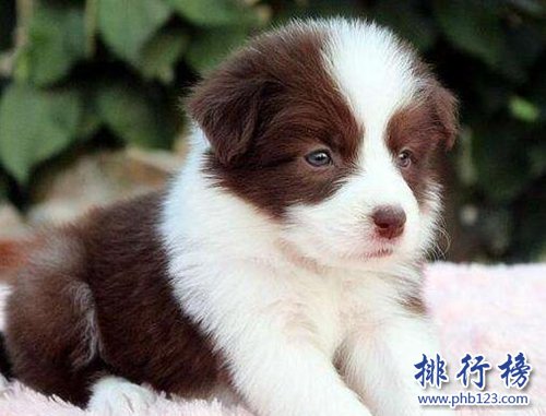 十种脾气好的狗狗排名，巴哥犬第三，金毛第一！