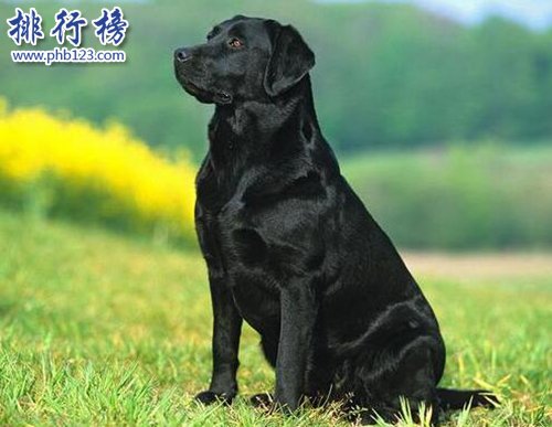 十种脾气好的狗狗排名，巴哥犬第三，金毛第一！