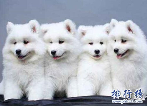 十种脾气好的狗狗排名，巴哥犬第三，金毛第一！