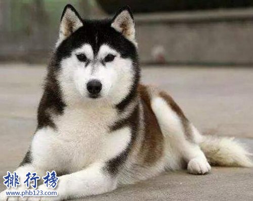 十种脾气好的狗狗排名，巴哥犬第三，金毛第一！