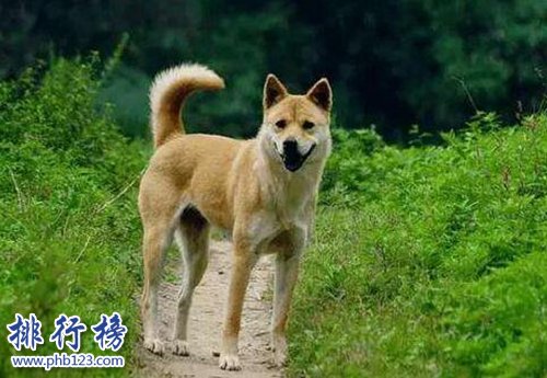 十种脾气好的狗狗排名，巴哥犬第三，金毛第一！