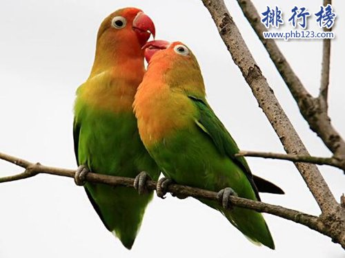 盘点常见的十种鹦鹉，第七最长寿，第一最可爱