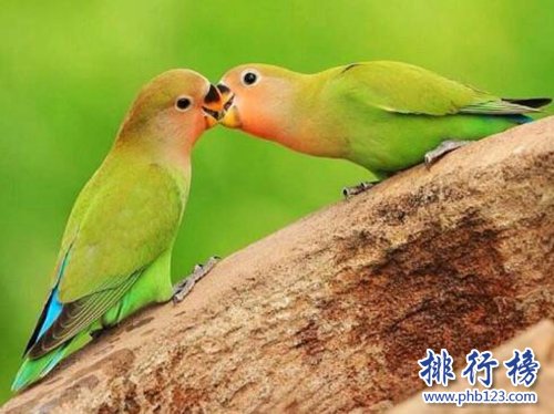 盘点常见的十种鹦鹉，第七最长寿，第一最可爱