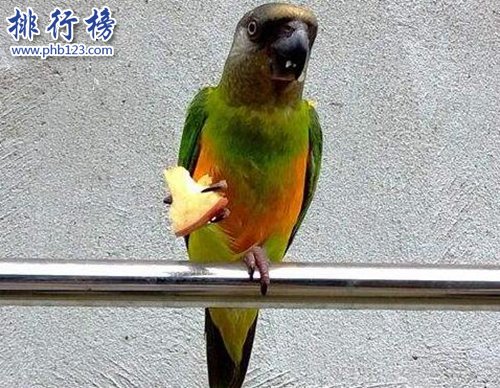 盘点常见的十种鹦鹉，第七最长寿，第一最可爱