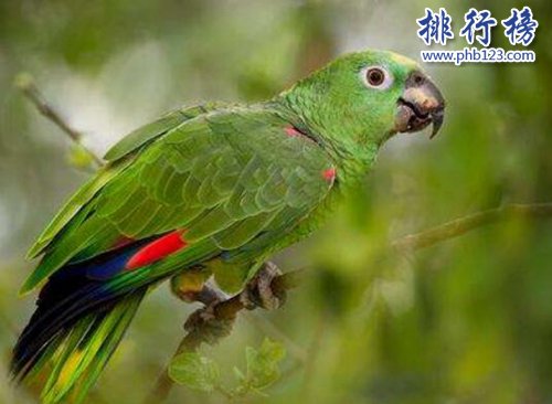 盘点常见的十种鹦鹉，第七最长寿，第一最可爱