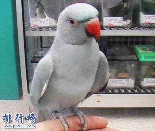 盘点常见的十种鹦鹉，第七最长寿，第一最可爱