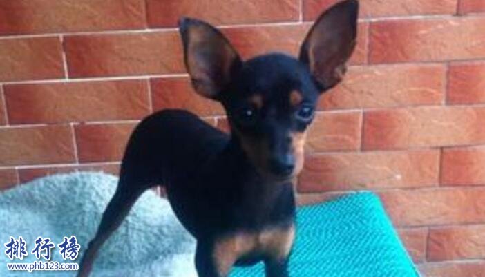 十大便宜好养的狗狗，第一便宜又可爱不得不服