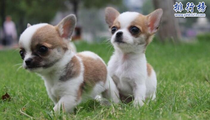 十大便宜好养的狗狗，第一便宜又可爱不得不服