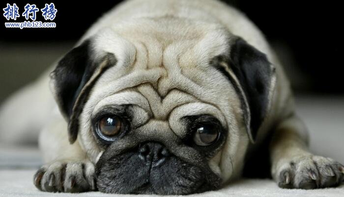 十大便宜好养的狗狗，第一便宜又可爱不得不服