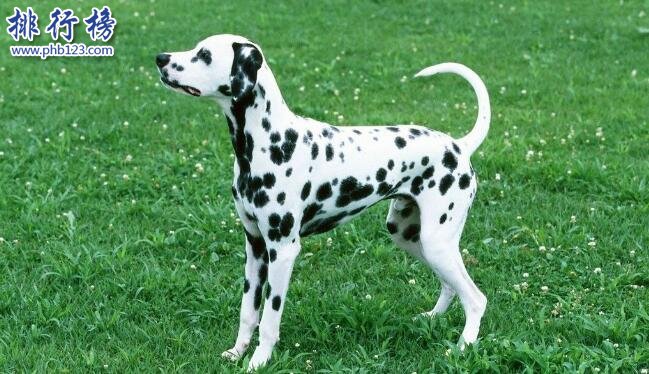 十大便宜好养的狗狗，第一便宜又可爱不得不服