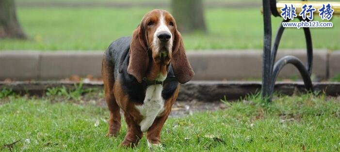 十大便宜好养的狗狗，第一便宜又可爱不得不服