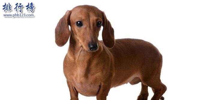 十大便宜好养的狗狗，第一便宜又可爱不得不服