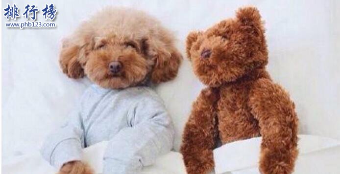 十大便宜好养的狗狗，第一便宜又可爱不得不服