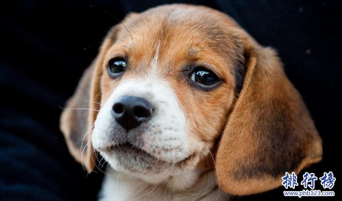 十大便宜好养的狗狗，第一便宜又可爱不得不服