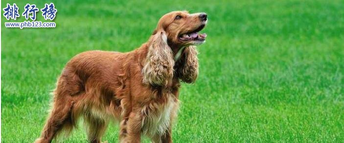 十大便宜好养的狗狗，第一便宜又可爱不得不服