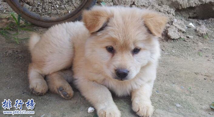 十大便宜好养的狗狗，第一便宜又可爱不得不服