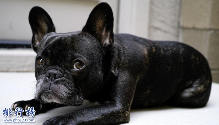 十大适合家养的中型狗，边牧VS哈士奇哪个才是你的菜