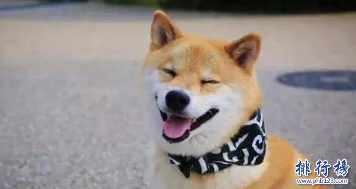 十大适合家养的中型狗，边牧VS哈士奇哪个才是你的菜