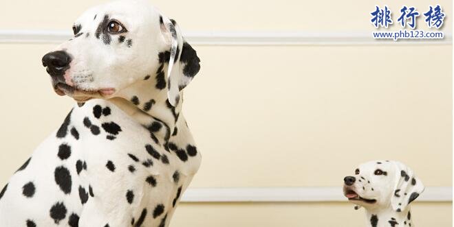 十大适合家养的中型狗，边牧VS哈士奇哪个才是你的菜