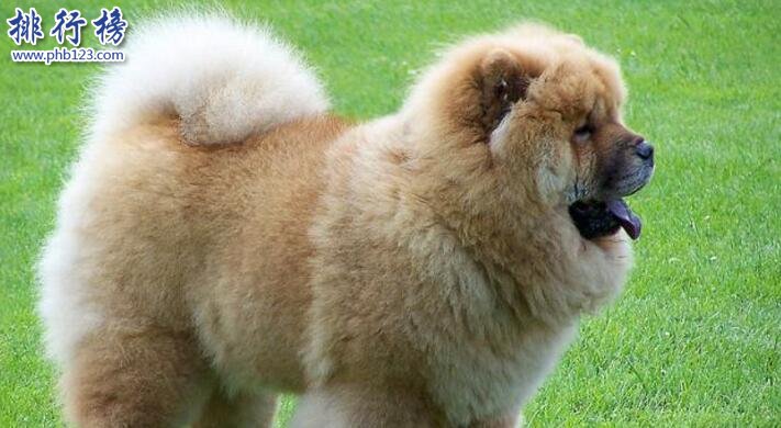 十大适合家养的中型狗，边牧VS哈士奇哪个才是你的菜