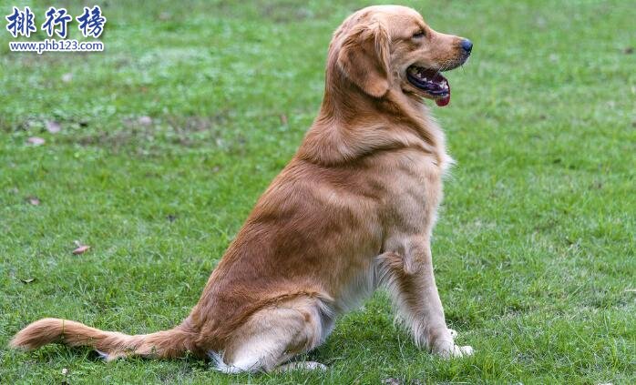 十大适合家养的中型狗，边牧VS哈士奇哪个才是你的菜