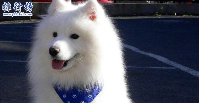 十大适合家养的中型狗，边牧VS哈士奇哪个才是你的菜