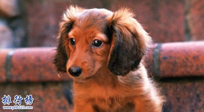 十大适合家养的中型狗，边牧VS哈士奇哪个才是你的菜