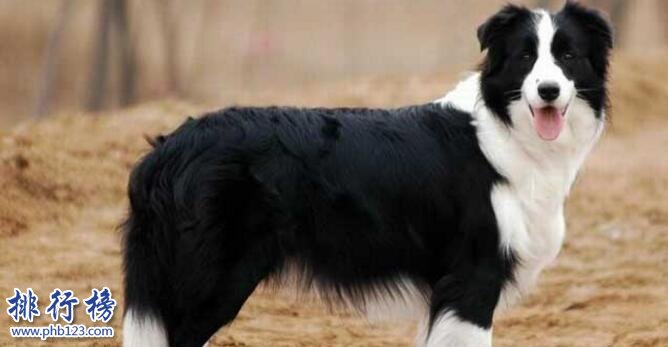 十大适合家养的中型狗，边牧VS哈士奇哪个才是你的菜