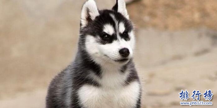 十大适合家养的中型狗，边牧VS哈士奇哪个才是你的菜