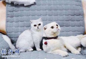 抖音十大网红猫，第一简直成精了