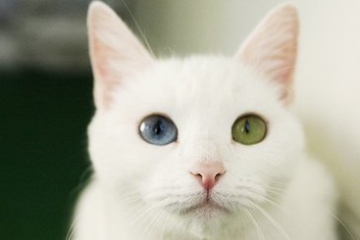 世界十大最奇特的猫排行，短尾/折耳个个奇怪