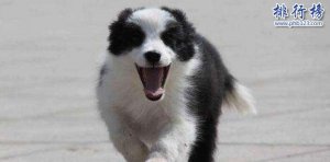 你不知道下一秒会发生什么，盘点十个不养边牧的理由