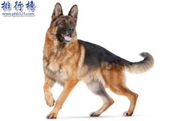 什么狗最适合做警犬？十大适合做警犬的犬种排行