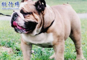 世界100禁养猛犬排行榜：排行前十的禁养犬类有哪些