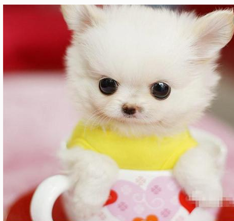 世界十大可爱温顺狗狗排名,聪明温顺适合家养的狗有哪些？