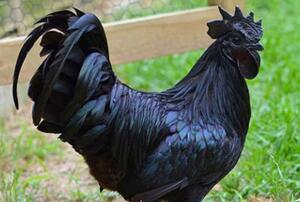 世界上最贵的宠物排名,一只鸡售价竟高达597万