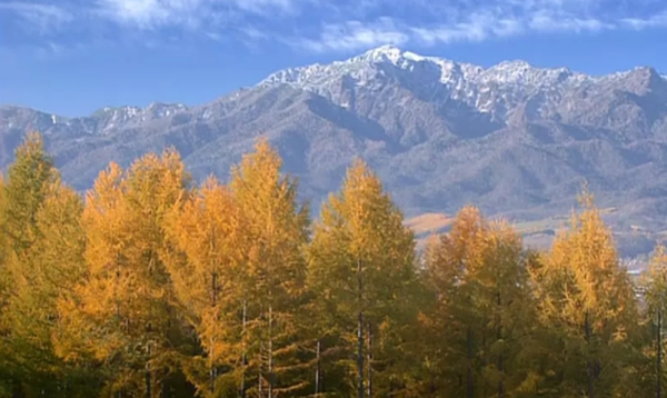 9.5分以上的日剧排行榜