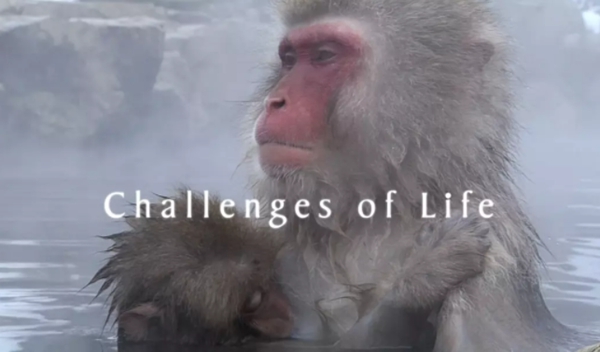 9.5分以上的纪录片排行榜