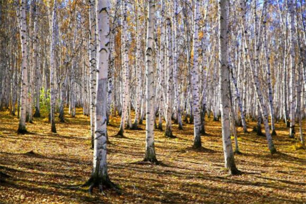呼伦贝尔有什么好玩的地方？盘点呼伦贝尔好玩的地方排行榜