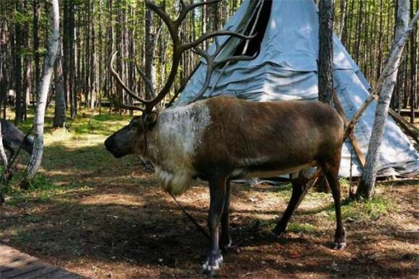 呼伦贝尔有什么好玩的地方？盘点呼伦贝尔好玩的地方排行榜