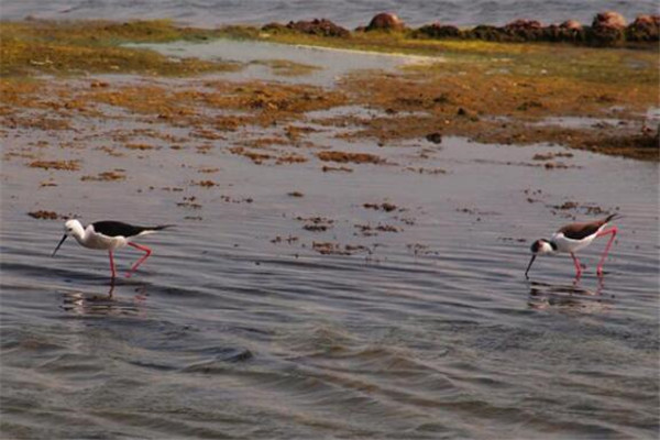 嘉义最好玩的地方推荐 嘉义好玩的地方排行榜
