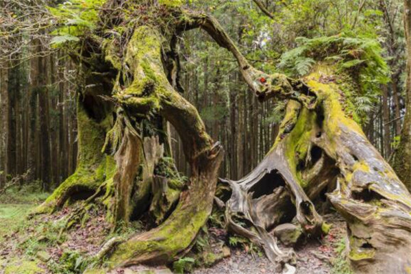 嘉义最好玩的地方推荐 嘉义好玩的地方排行榜