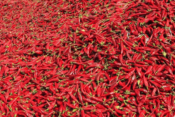 内蒙古十大特产推荐 内蒙古最值得带的特产榜单