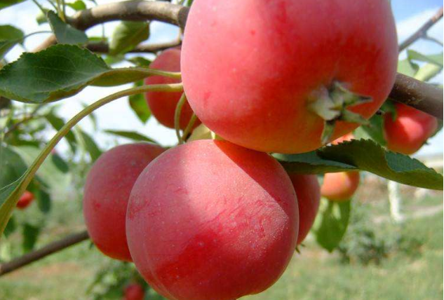 内蒙古十大特产推荐 内蒙古最值得带的特产榜单